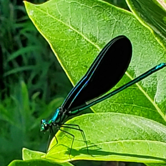 Meet your Posher, Kell - Picture 1 of 2